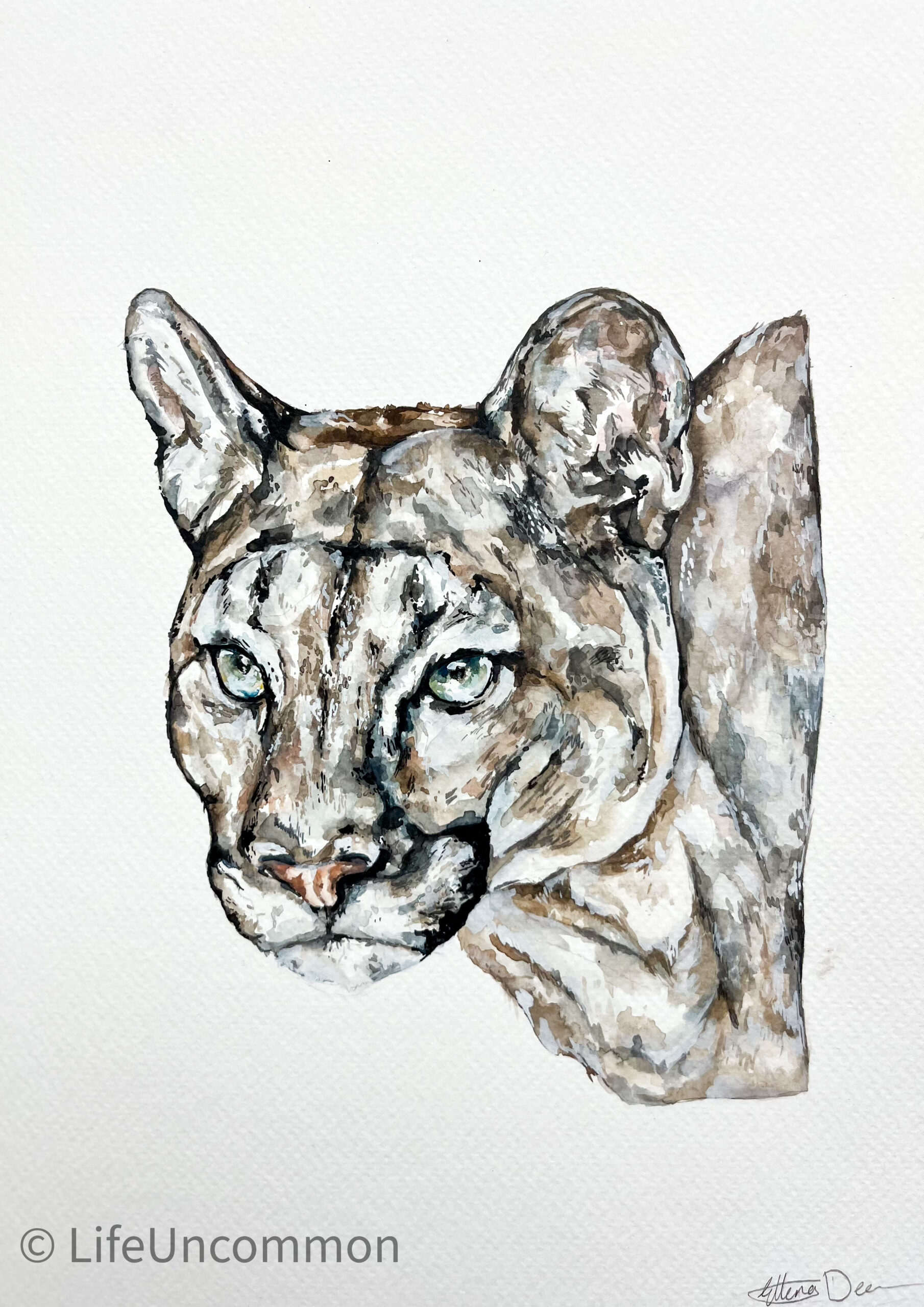 Mountain Lion, watercolour