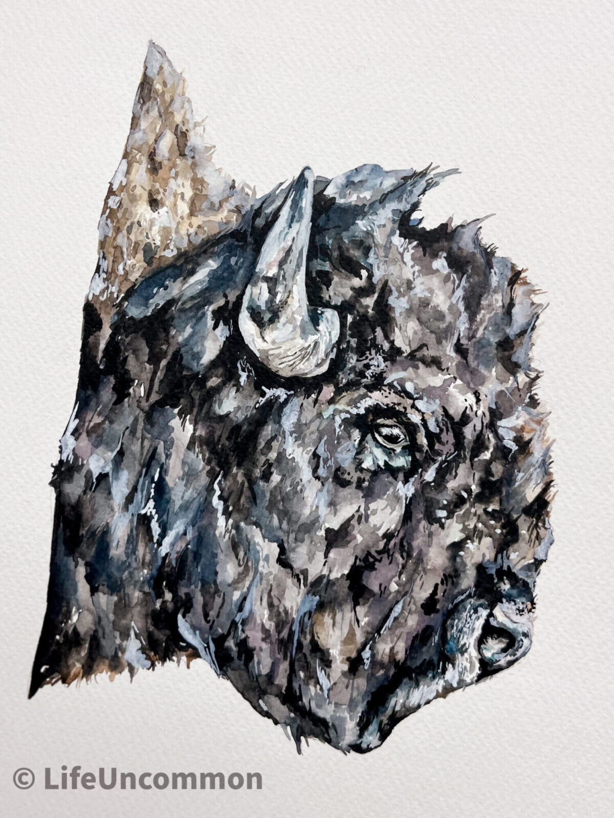 Buffalo watercolour painting, by Ellena Deen, the life uncommon collective