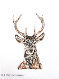 2 Point Red Stag watercolour painting, by Ellena Deen, the life uncommon collective