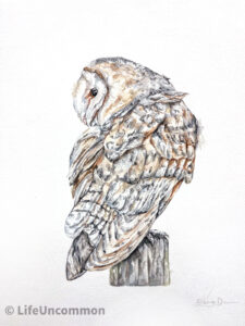 Owl turning watercolour painting, by Ellena Deen, the life uncommon collective