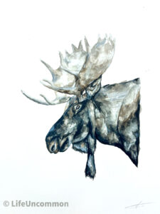 Canadian Moose watercolour original paiting, by ellena deen