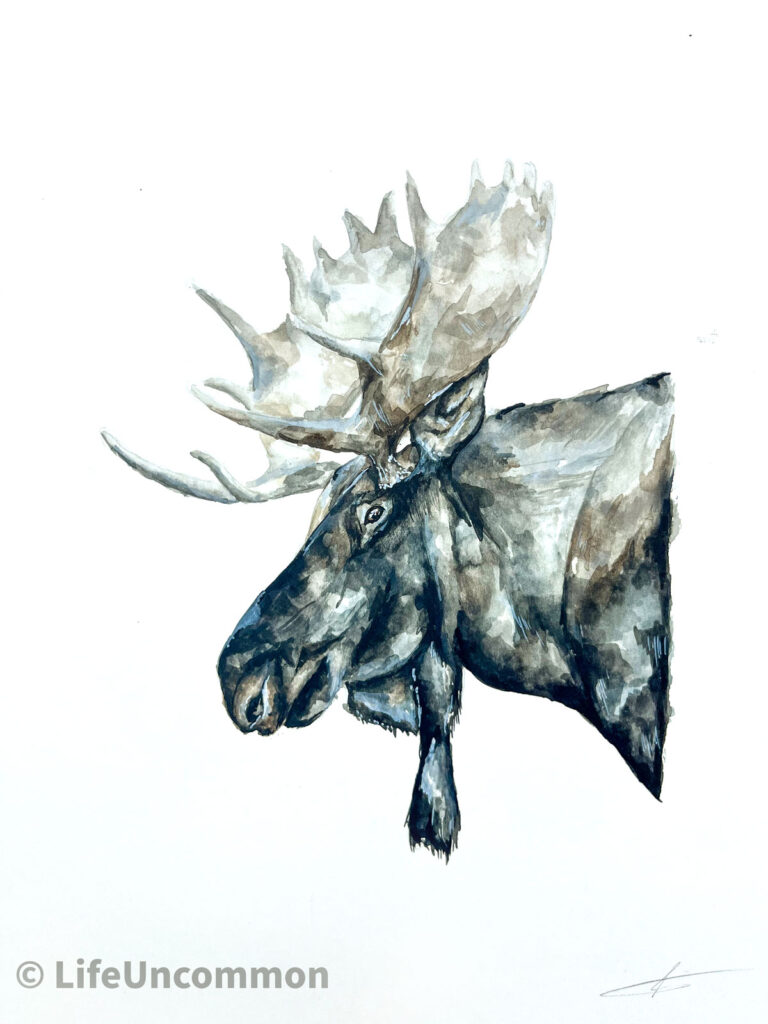 Canadian Moose watercolour original paiting, by ellena deen