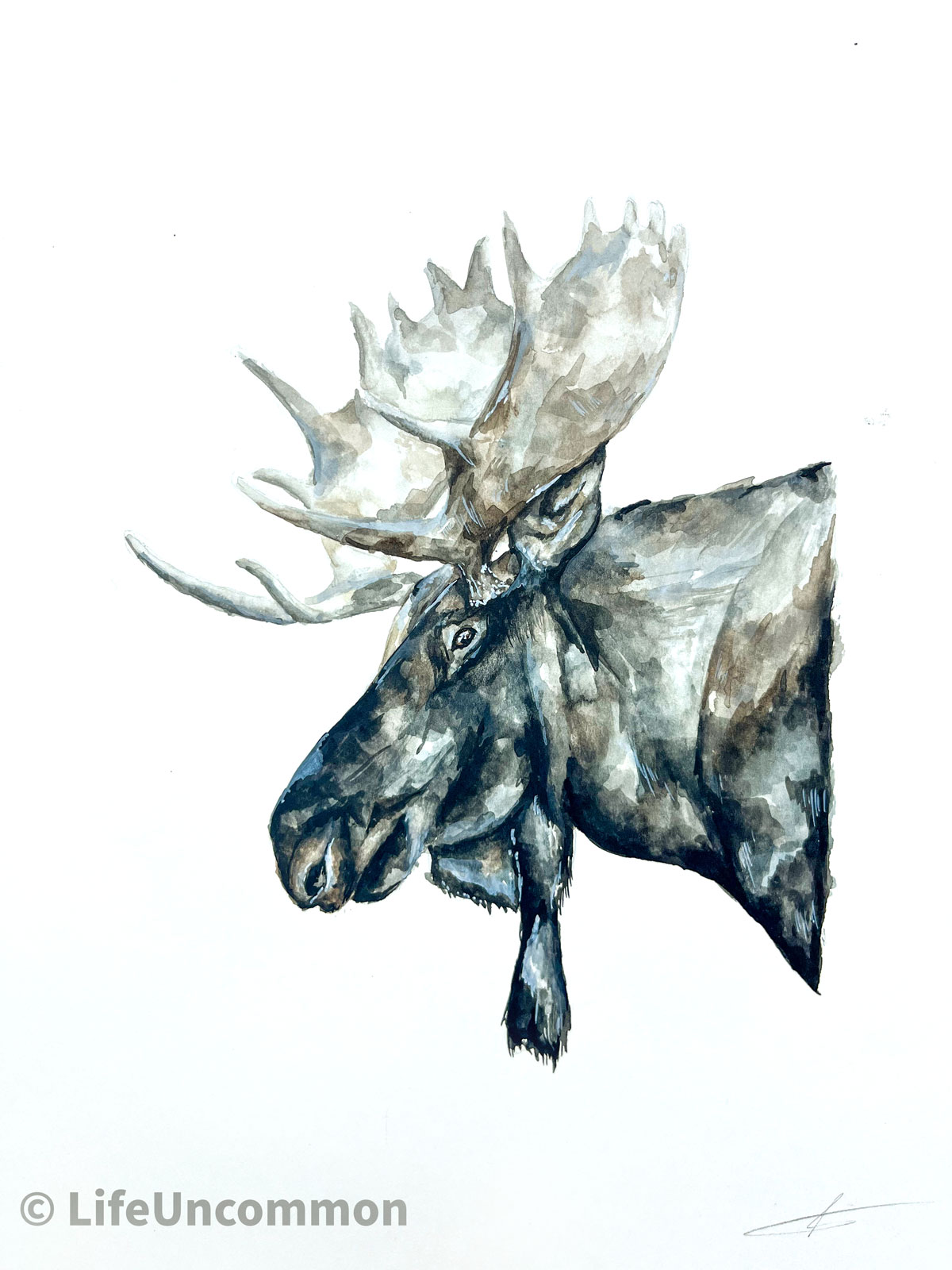 Canadian Moose watercolour original paiting, by ellena deen