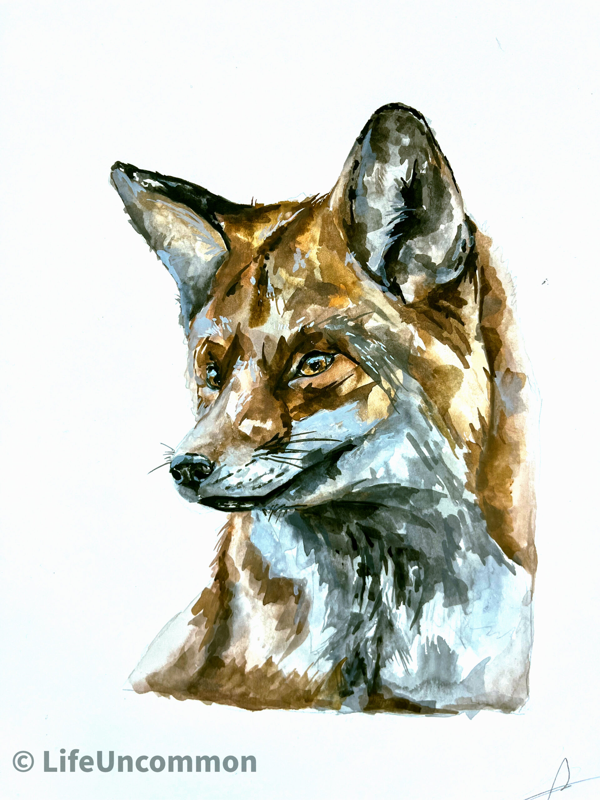 Clooney's Fox watercolour painting, by Ellena Deen, the life uncommon collective