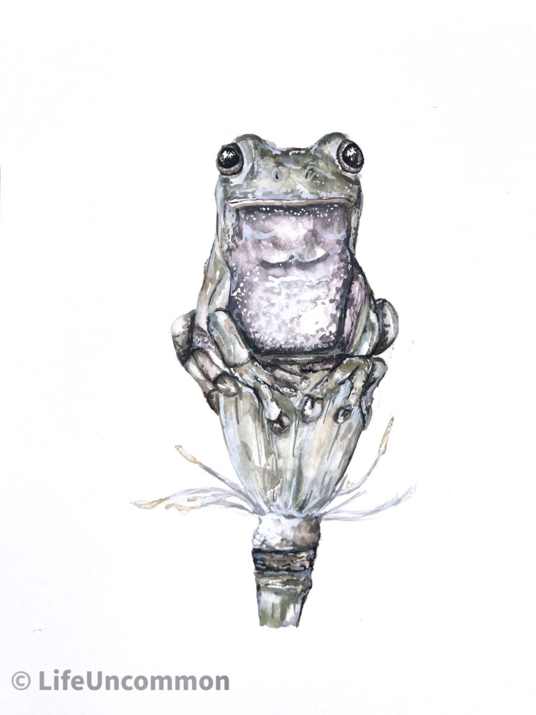 Amos Frog watercolour painting, by Ellena Deen, the life uncommon collective