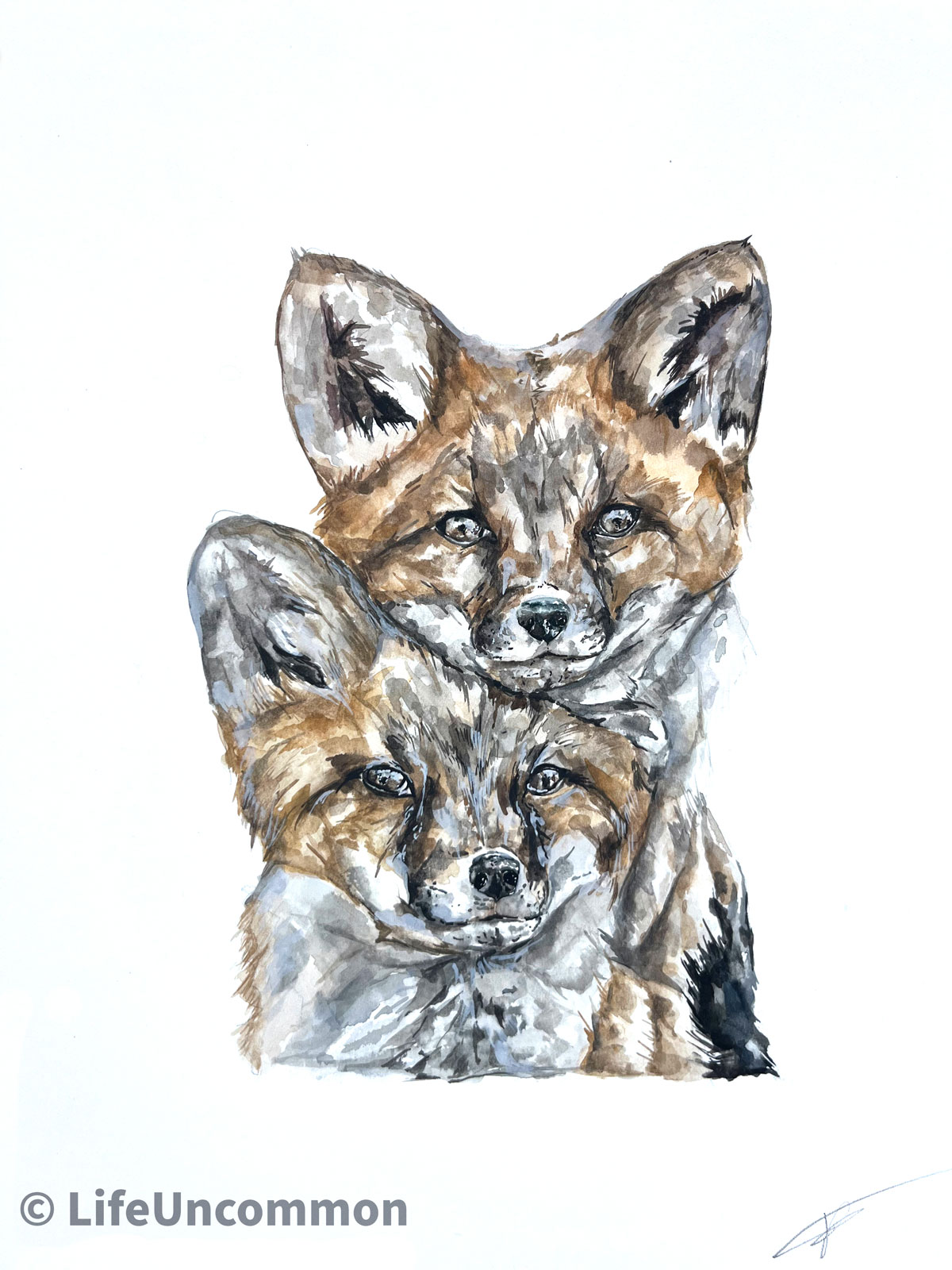 fox siblings watercolour painting, by Ellena Deen