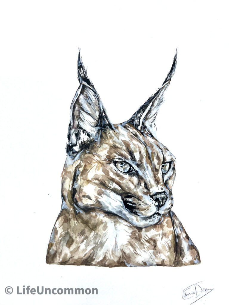 Wild cat watercolour painting, by Ellena Deen