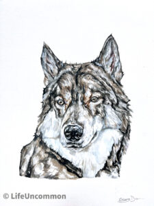 Vancouver Island Wolf watercolour painting, by Ellena Deen, the life uncommon collective