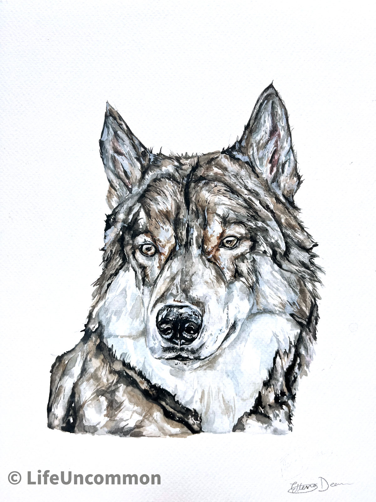 Vancouver Island Wolf watercolour painting, by Ellena Deen, the life uncommon collective