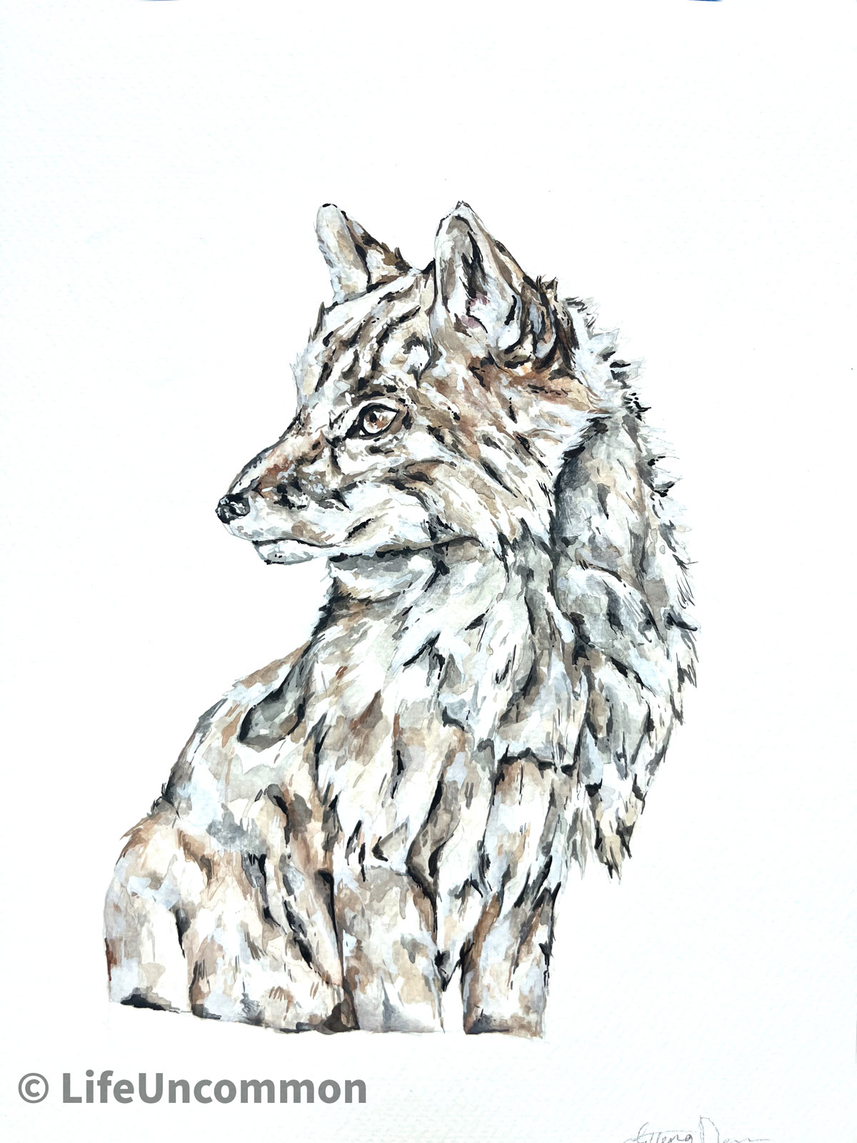 Arctic Fox watercolour painting, by Ellena Deen, the life uncommon collective