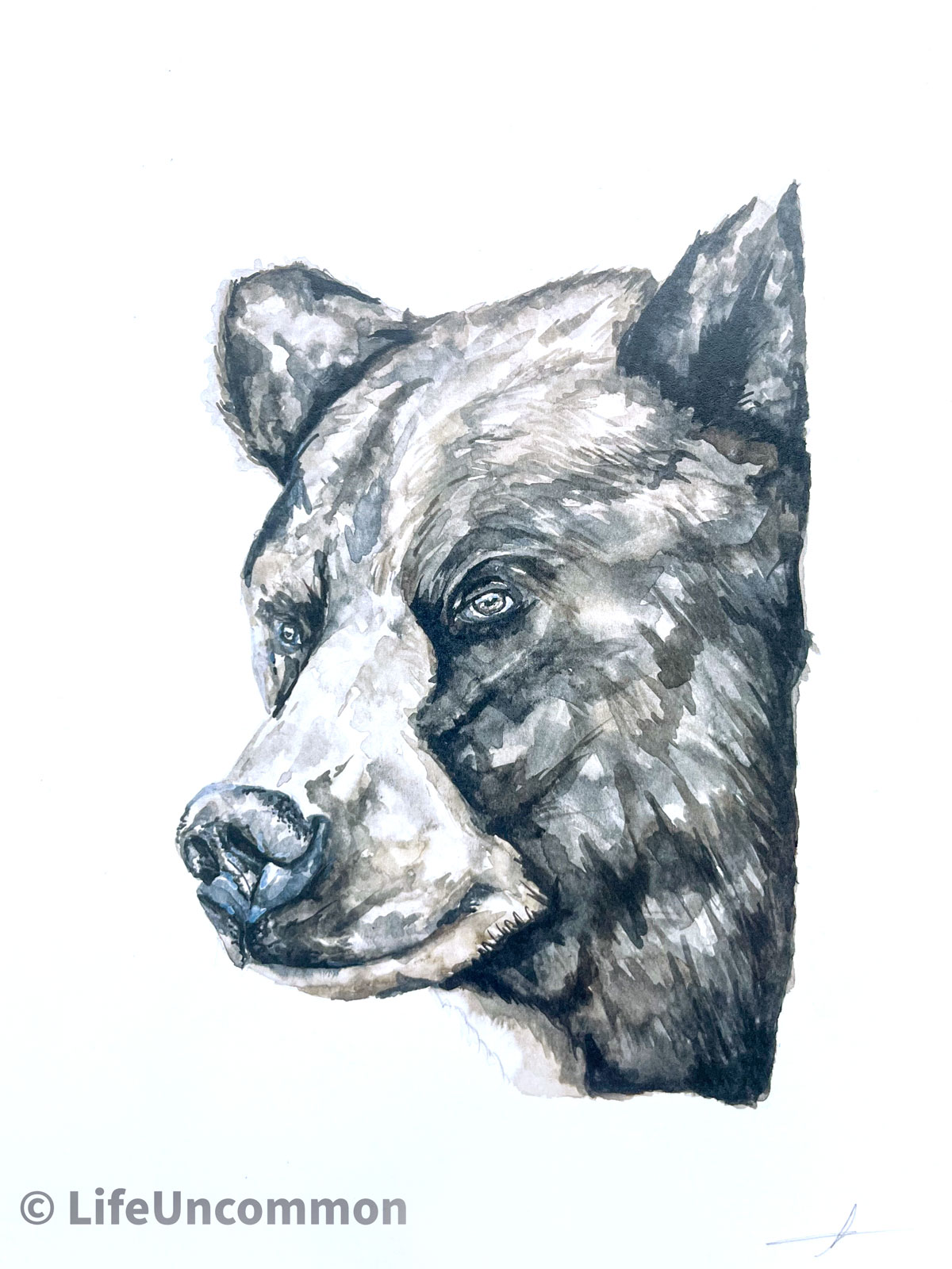 Brown Bear watercolour painting, by Ellena Deen, the life uncommon collective