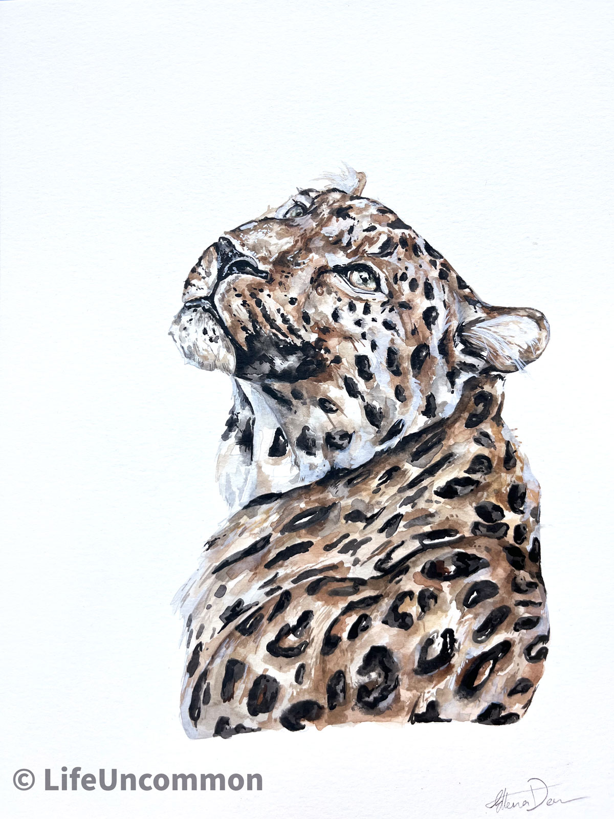 Leopard watercolour painting, by Ellena Deen, the life uncommon collective