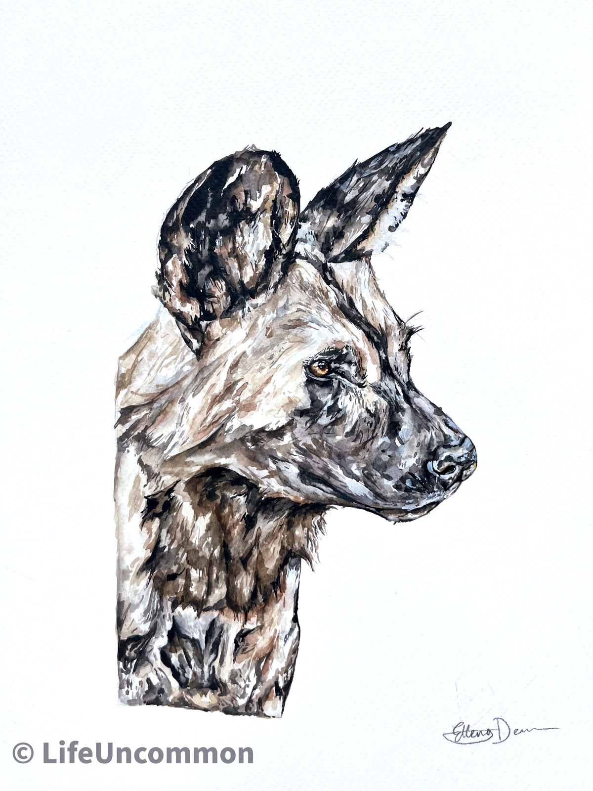 wolf dog, dingo, hyena, watercolour painting, by Ellena Deen, the life uncommon collective