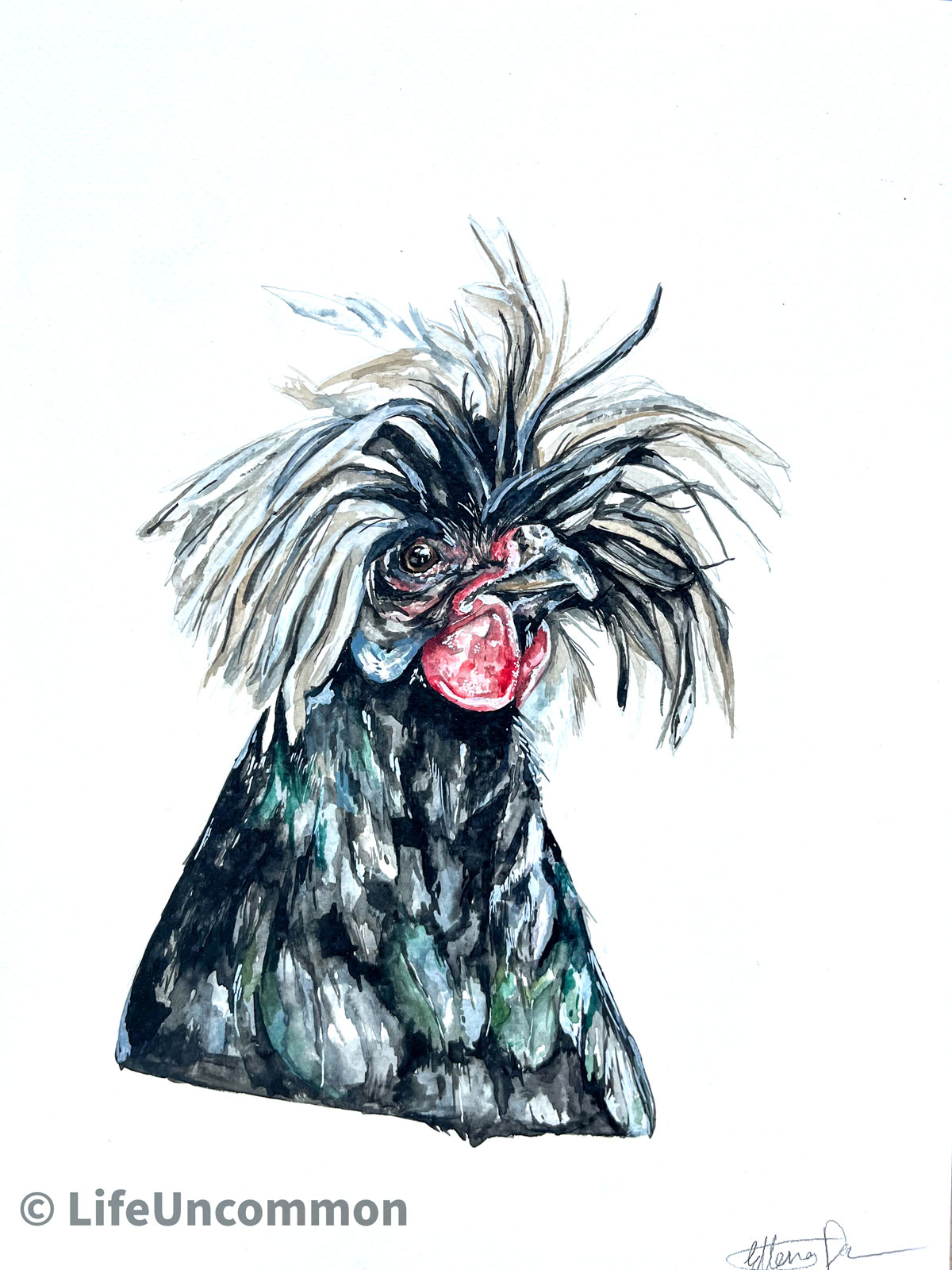 debbie Hen, watercolour chicken painting, By Ellena Deen