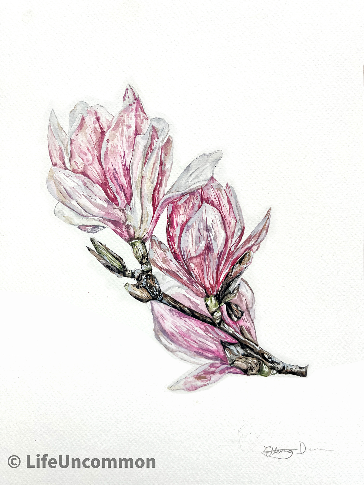 Botanical Magnolia watercolour art card, art print, original painting, By Ellena Deen