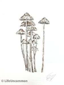 White Mycena, fungi, mushrooms, painting in watercolour, By Ellena Deen