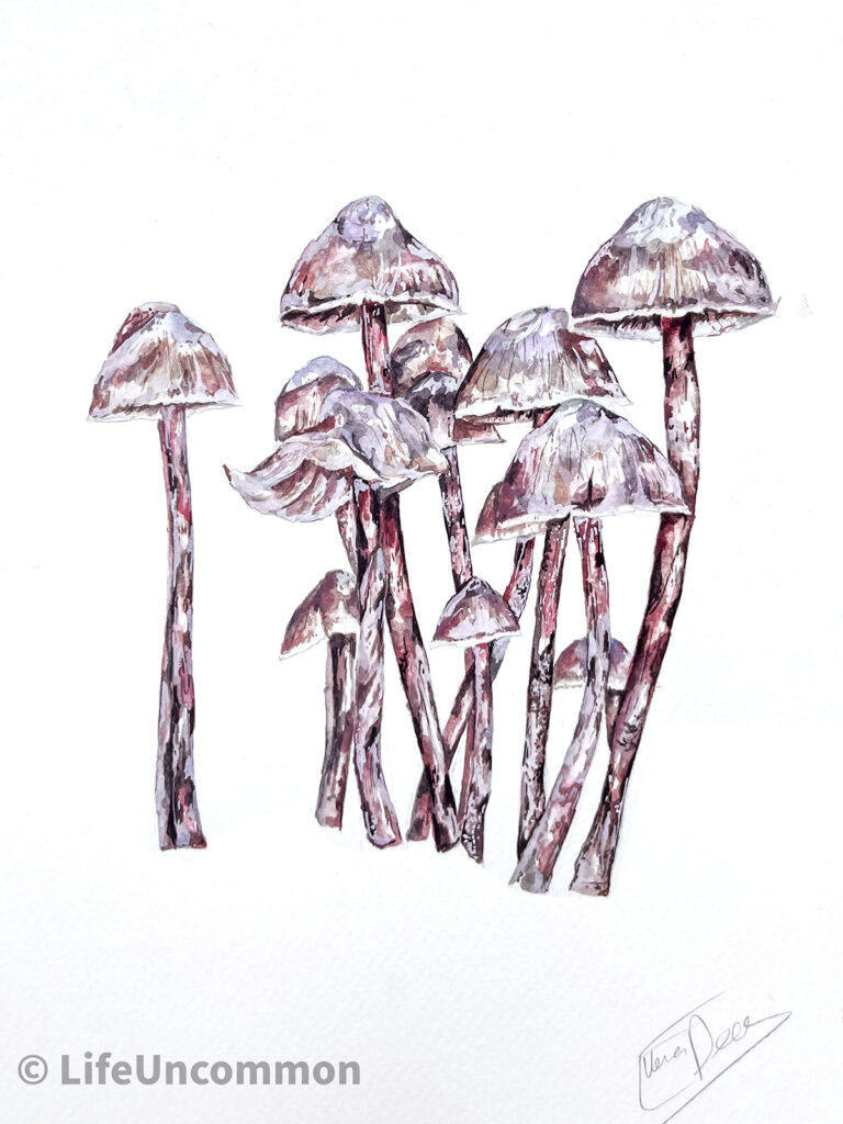 Lucena Rosea, mushroom, fungi painting, by Ellena Deen