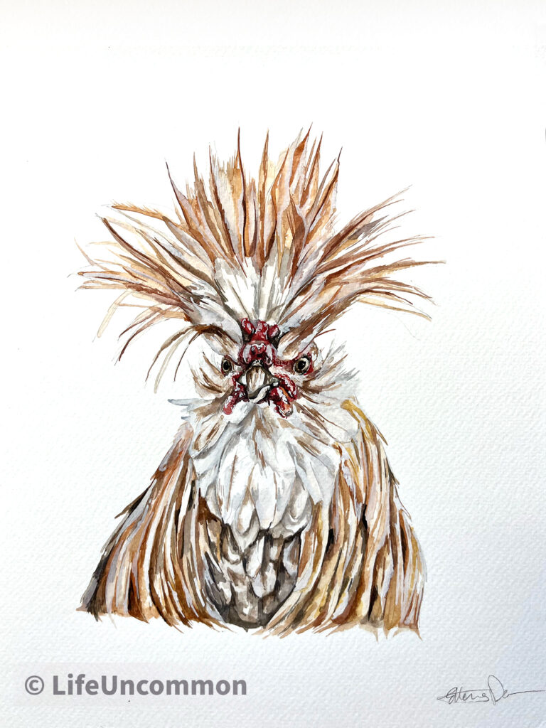 Shannon Hen watercolour painting and art print by Ellena Deen